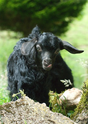 Black Goat DFG9