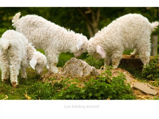lg5x7-017---just-kidding-around